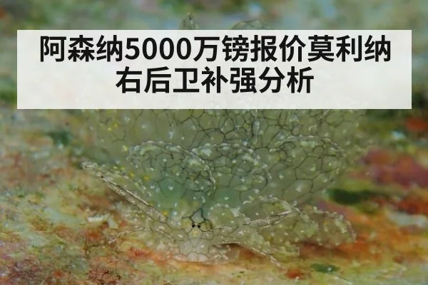 阿森纳5000万镑报价莫利纳右后卫补强分析